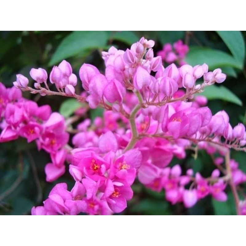 Poom Poo Is Selling Fresh Flowers 1 Kg (Cut Into A Whole Bouquet