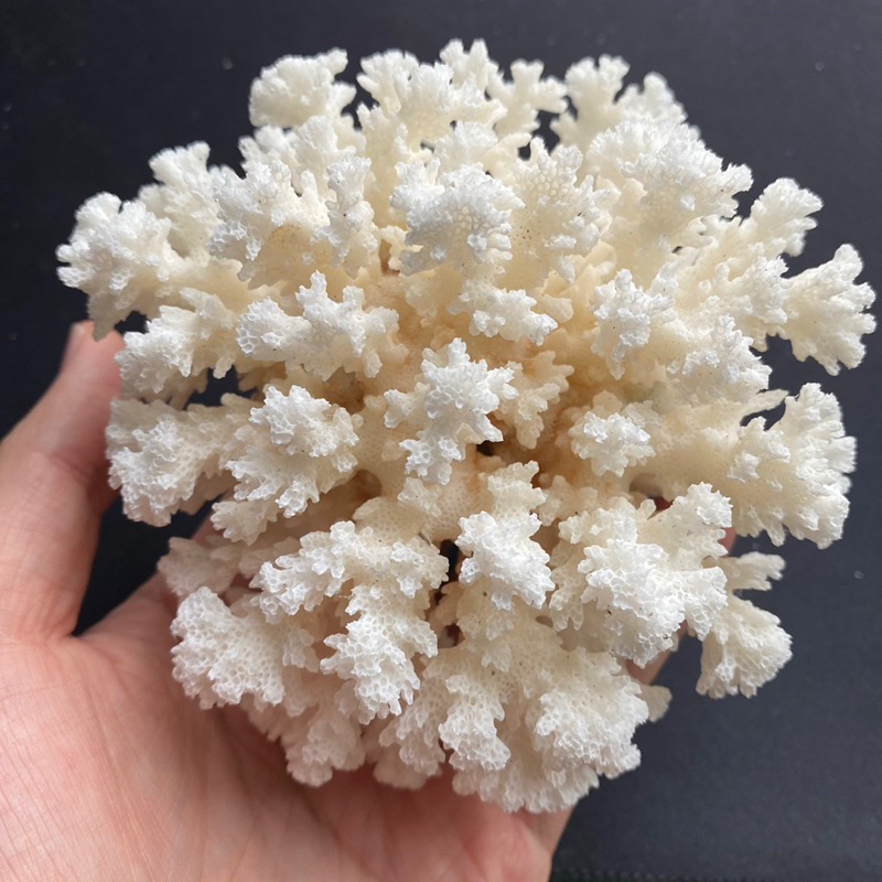 Natural coral Flowers Real white Broccoli Shape Flower | Shopee Philippines