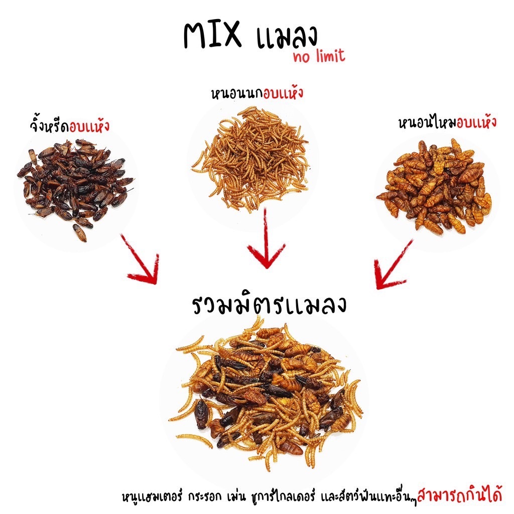Mix Insects Are Mixed With Crickets And Worms. And Bird Worms In The ...