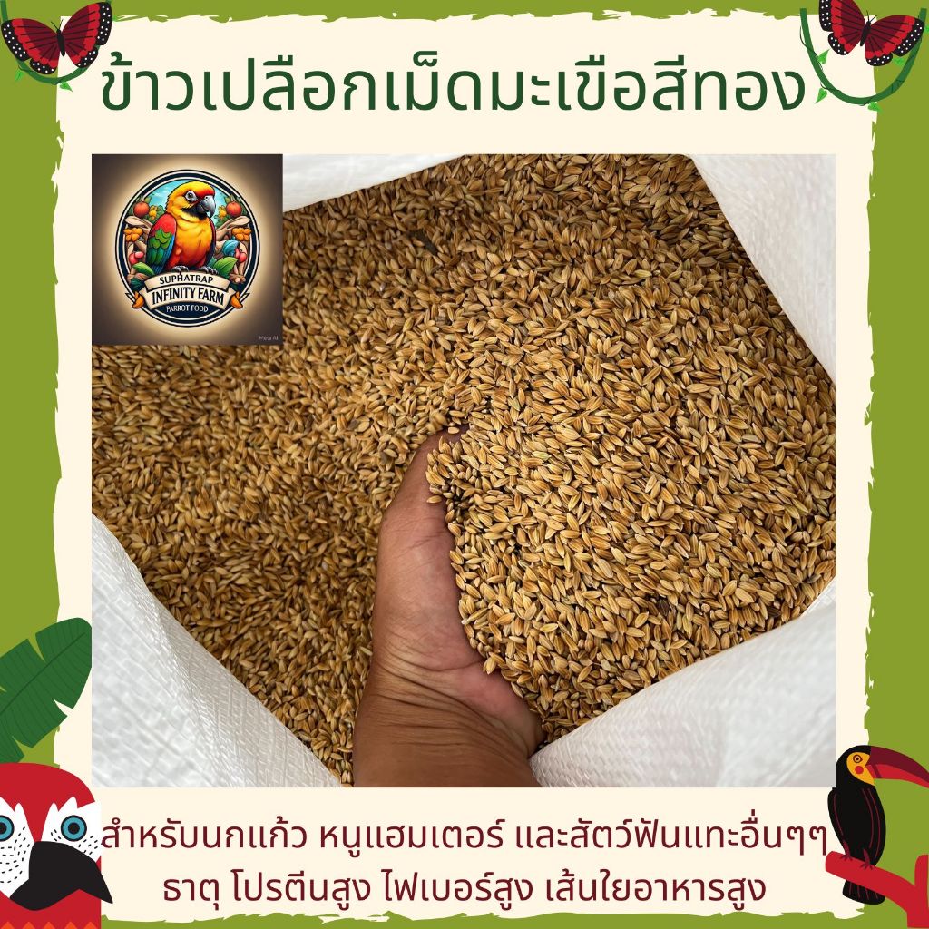 Eggplant Shell Rice Short Bark All Species Of Parrot Food Hamster ...