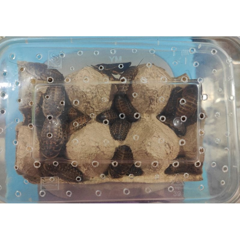 Dubia Assorted Sizes Cockroach 50 G. Boxed In Boxes Of Protein Dragon ...