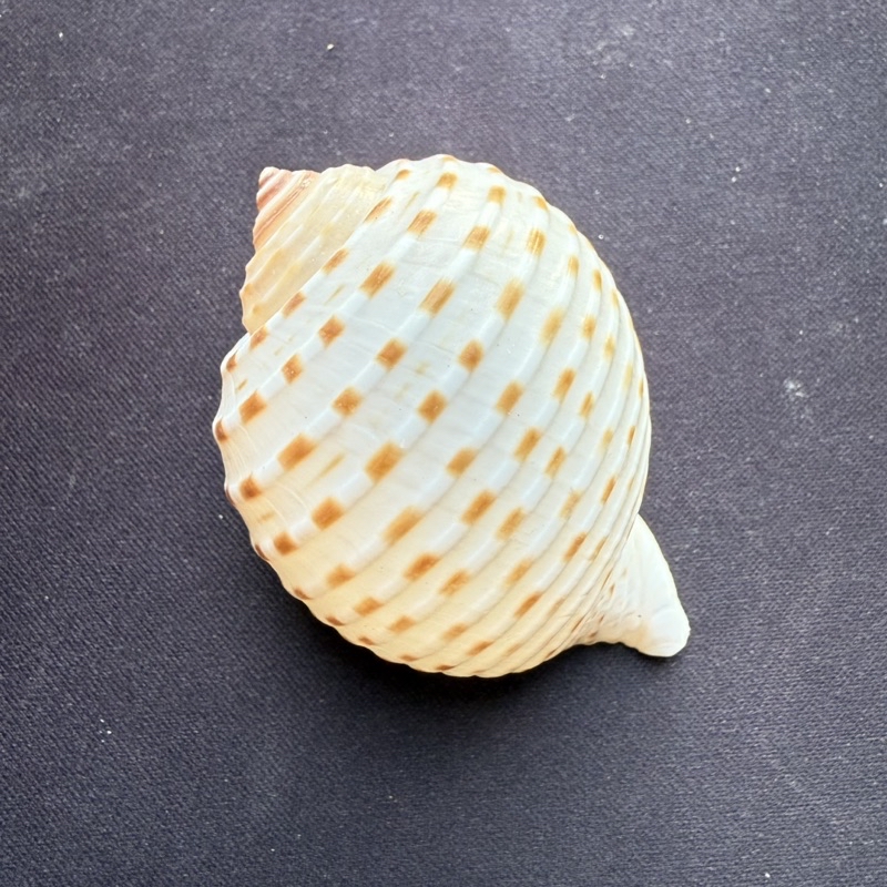Piano pattern conch shell Sch | Shopee Philippines