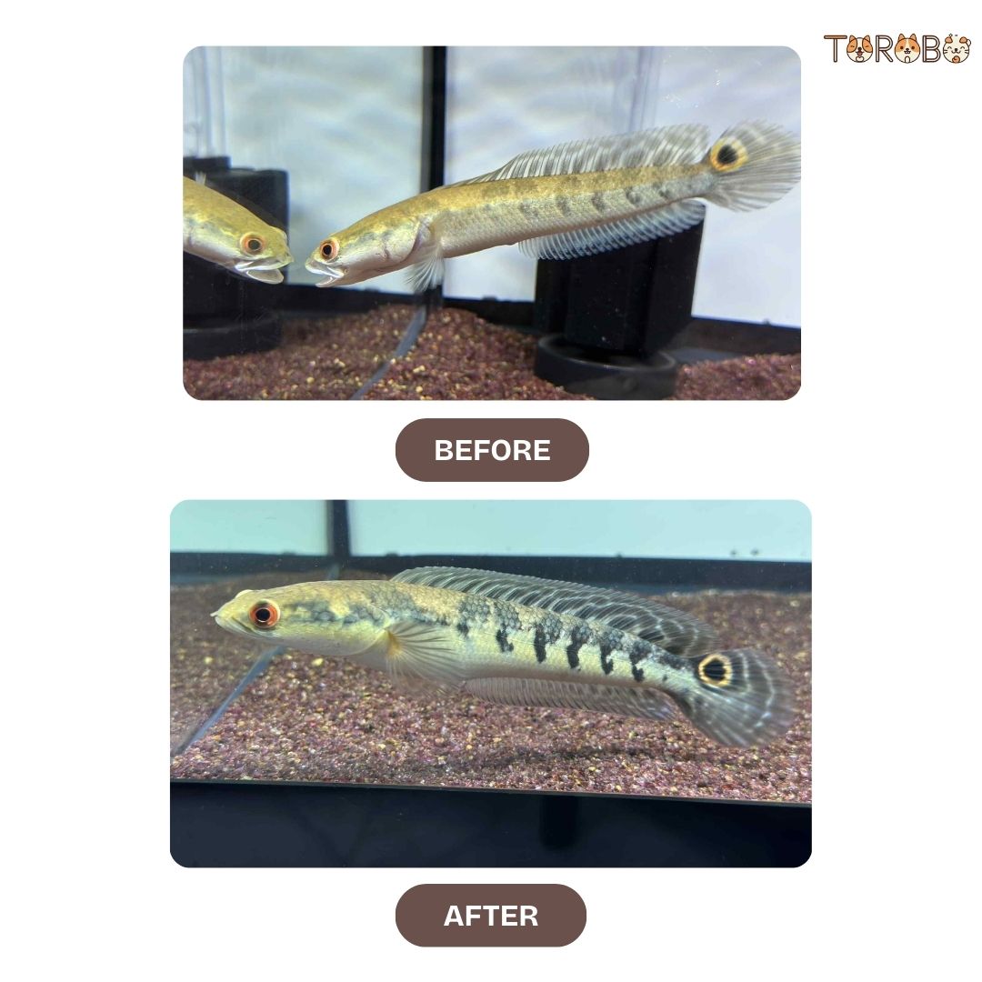 Beautiful Snakehead Fish Food KPP Premium Formula High Protein Natural ...