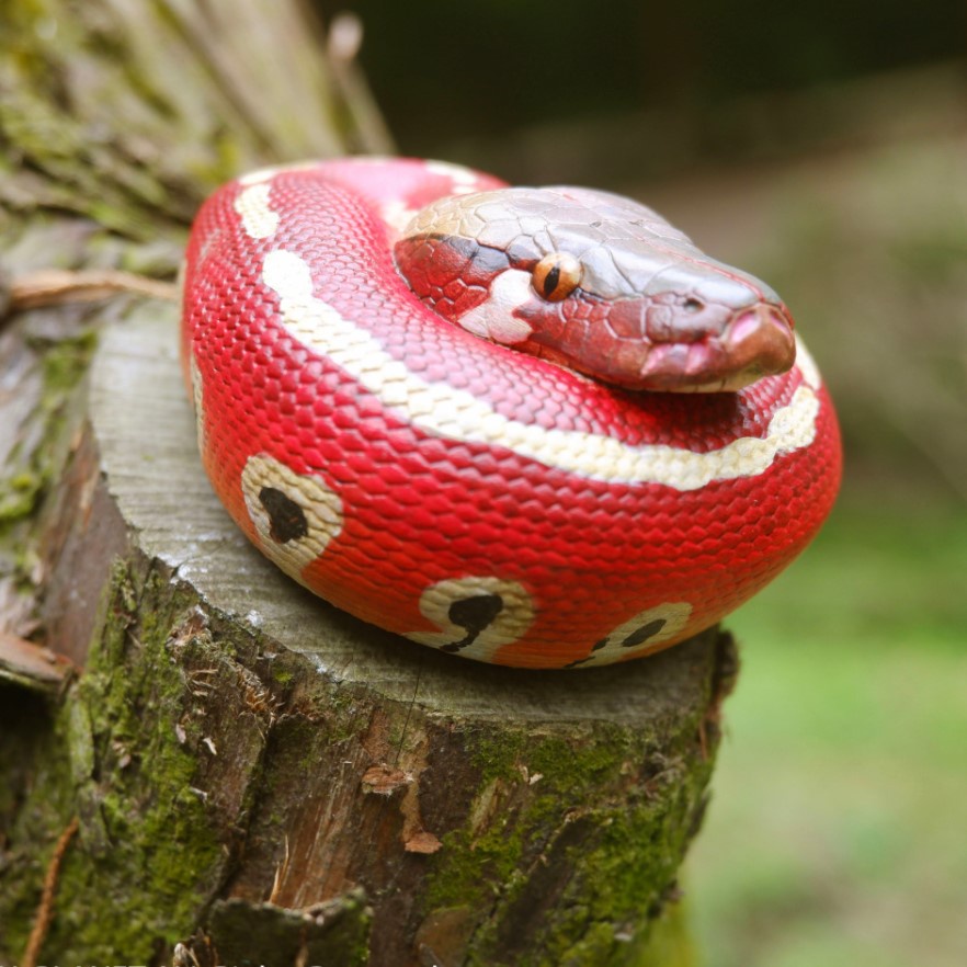 Animal Python Heart Wide Body Fat No. 9 Python Chapter Red Blood Python ...