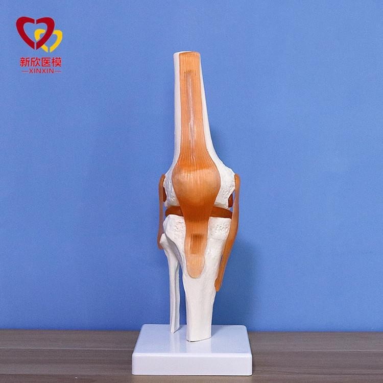 Human Functional Knee Ligament Model Knee Model Orthopedic Teaching ...