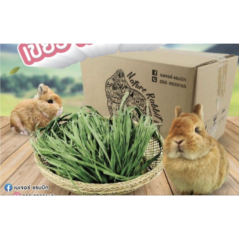 Picture of Freeze-dried calmino young wheatgrass for rabbits - bugs - chinchillas ...