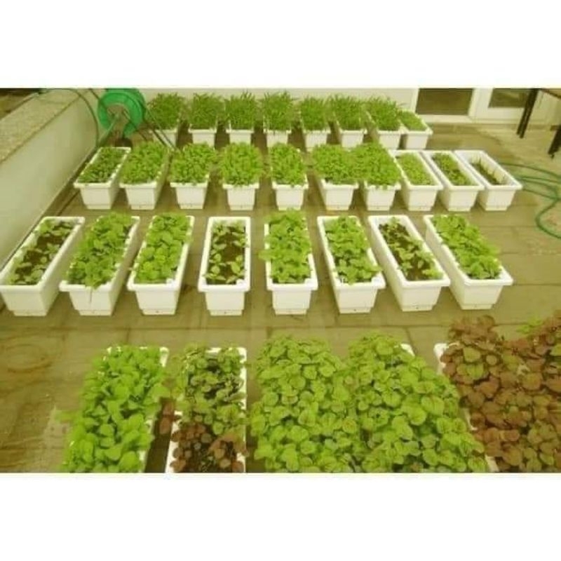 Rectangular pots for growing vegetables, flowers and ornamental plants ...