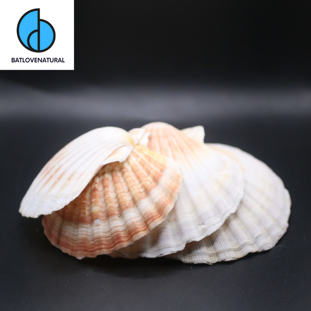 Giant Japanese Scallop Shells Shells Decorated With Many Sizes