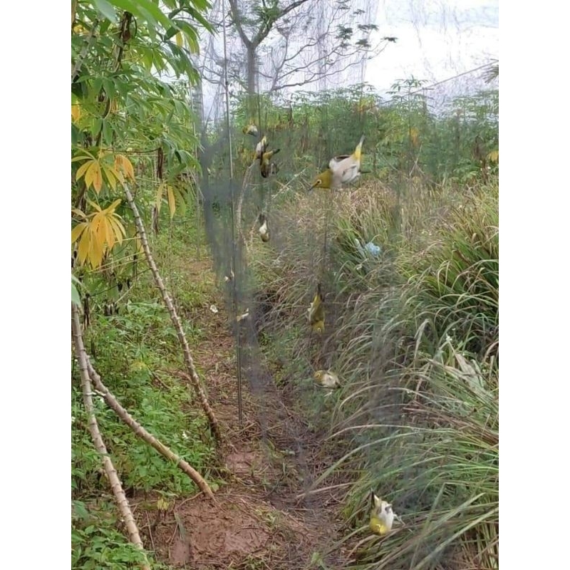 C Stealth bird net made of wire 20m long and 5m high. Mesh from 3cm to ...