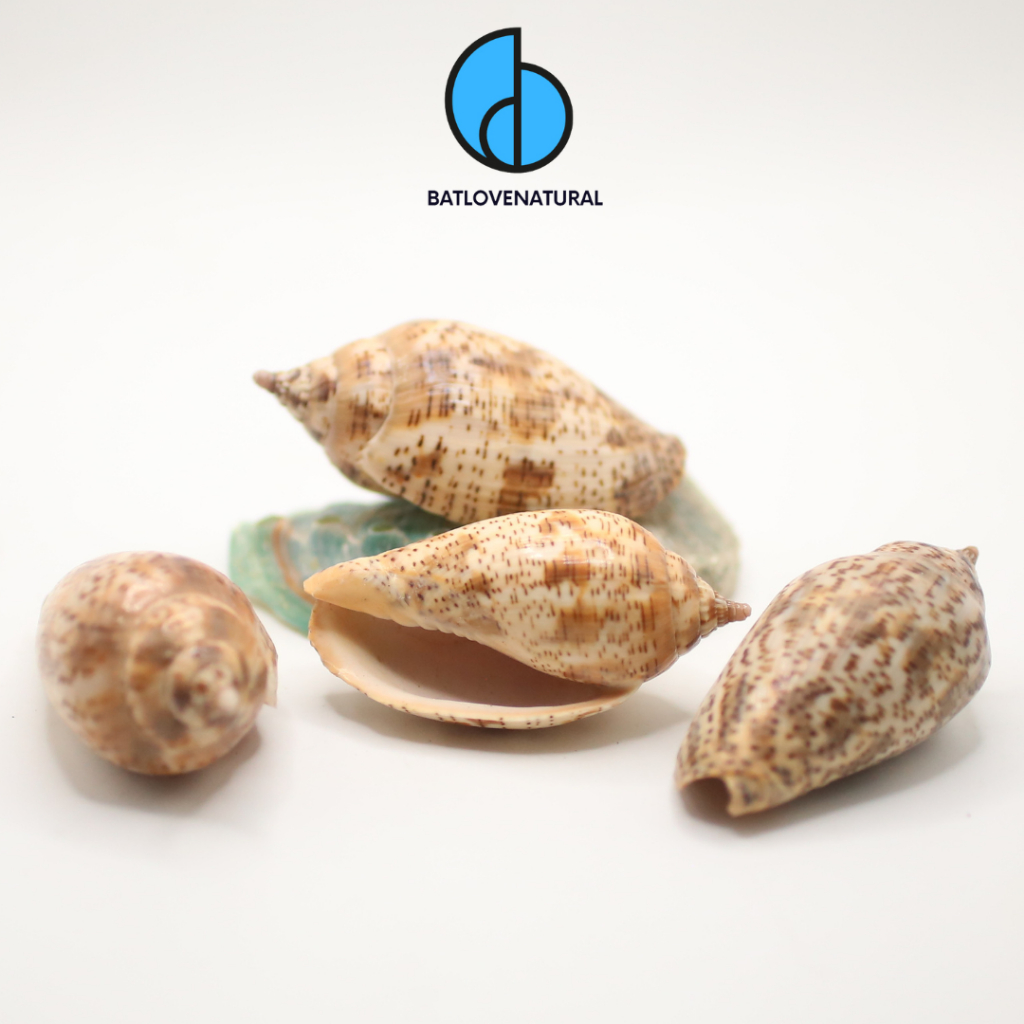 Harpulina Lapponica snail shells - Decorative snail shells of many ...