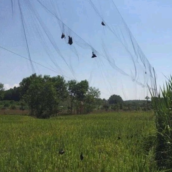 Stealth Bird Trap Net 50m Long 5m High Super Sensitive | Shopee Philippines