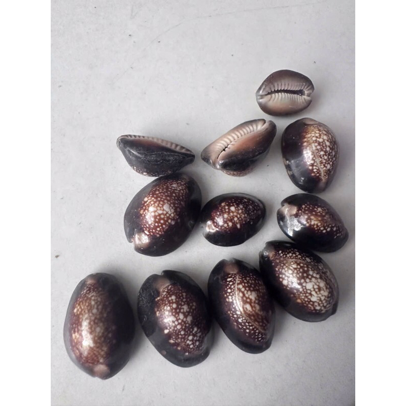 Black Russian snail shell for decoration 250gram | Shopee Philippines