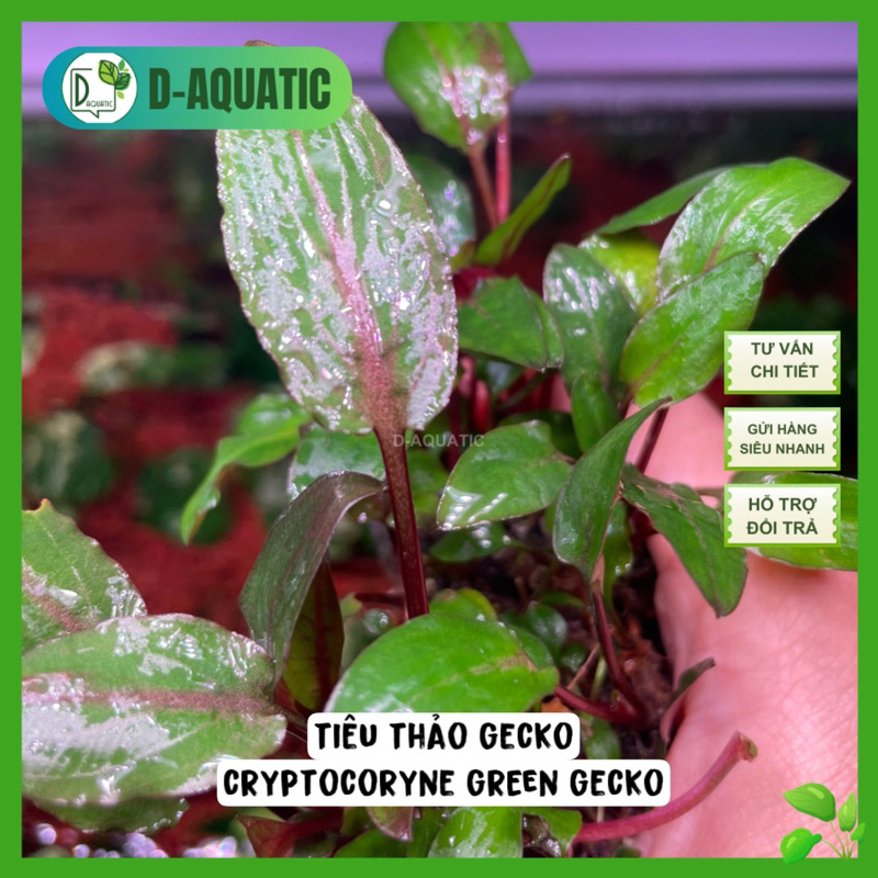 GECKO PEPPER TREE - super beautiful ornamental aquatic plant ...