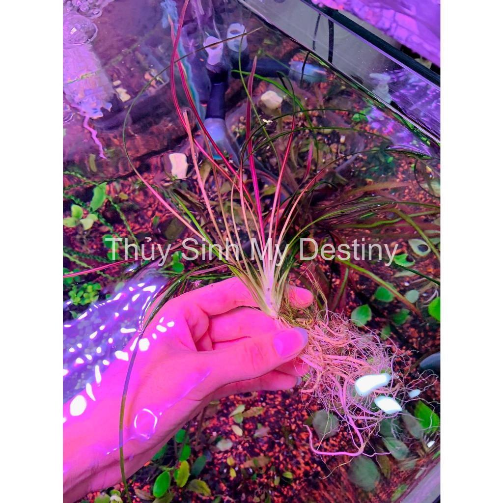 Bat cave herb | Cryptocoryne crispatula var balansae | Aquatic herbs ...