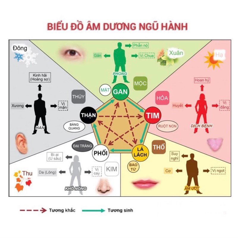 The Five Elements Chart (D32) size A4, A3 with plastic lamination