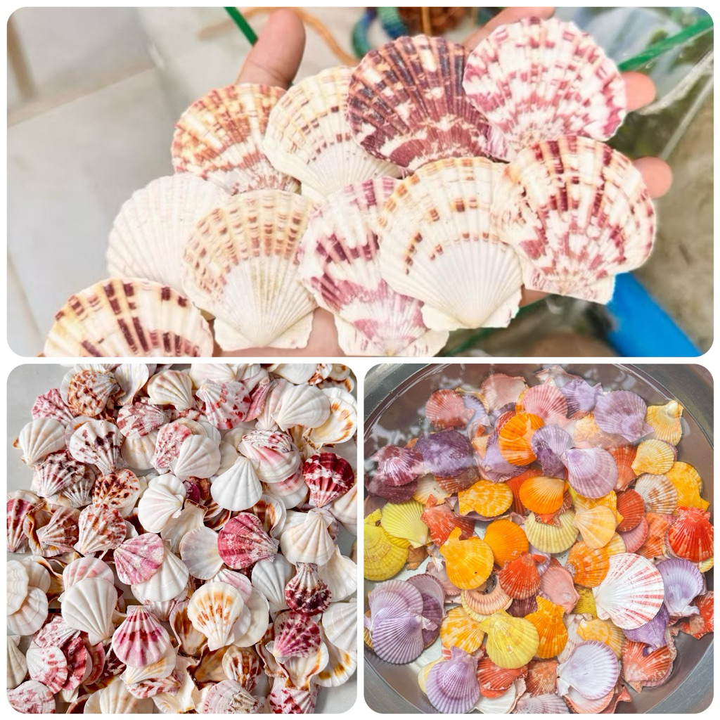 9 Natural colored Seashell Models used as decorations and handicrafts ...