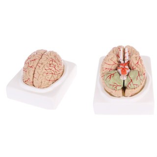The model of the human brain structure for studying and studying can be ...