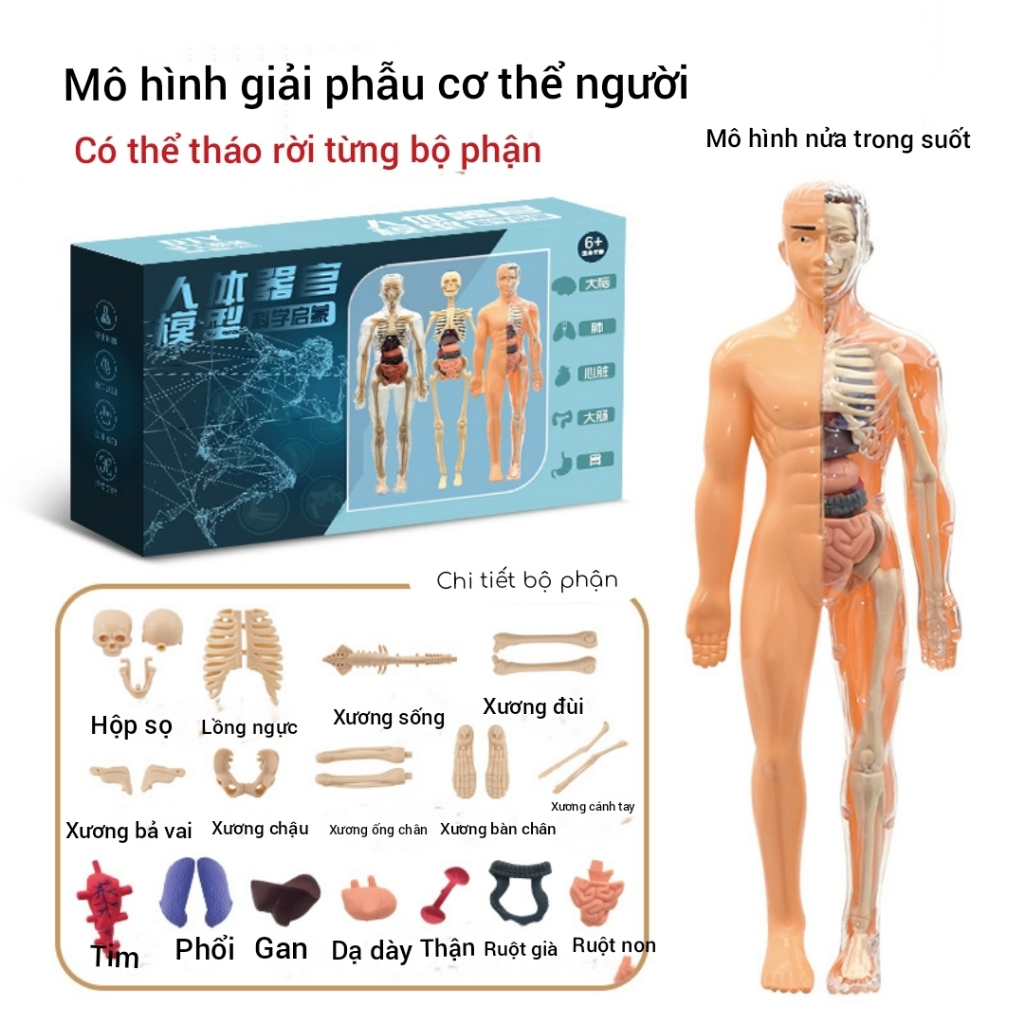 Human Body Model Toy Human Anatomy Model with Removable Parts Beautiful ...