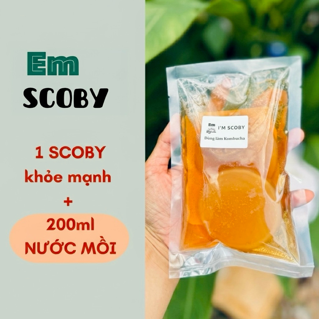Scoby Seed with Bait Water to Make Kombucha Tea - HEALTHY SCOBY Product ...