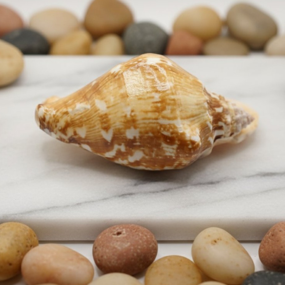 snail shell - Best Prices and Online Promos - Sept 2026 | Shopee ...