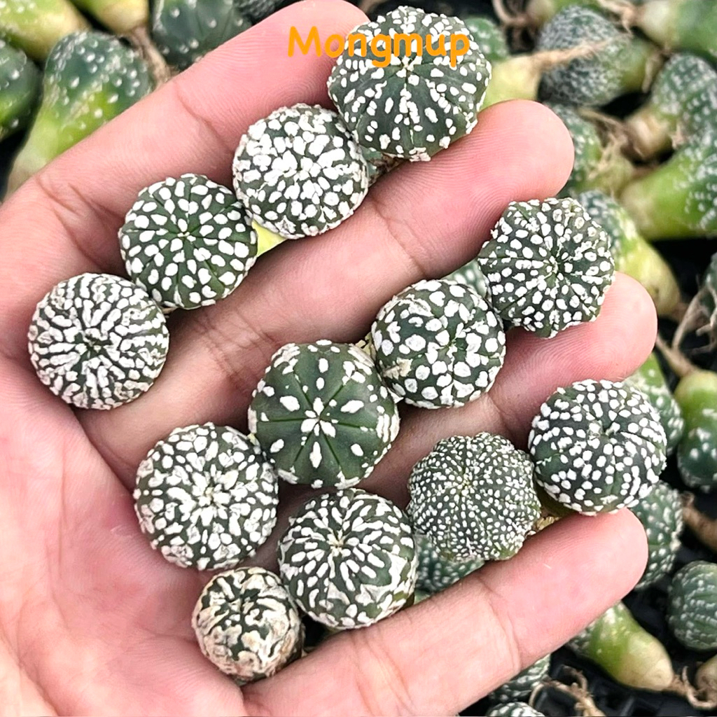 [Read description carefully] Set of 10 mini Aster Kabuto cacti | Shopee ...