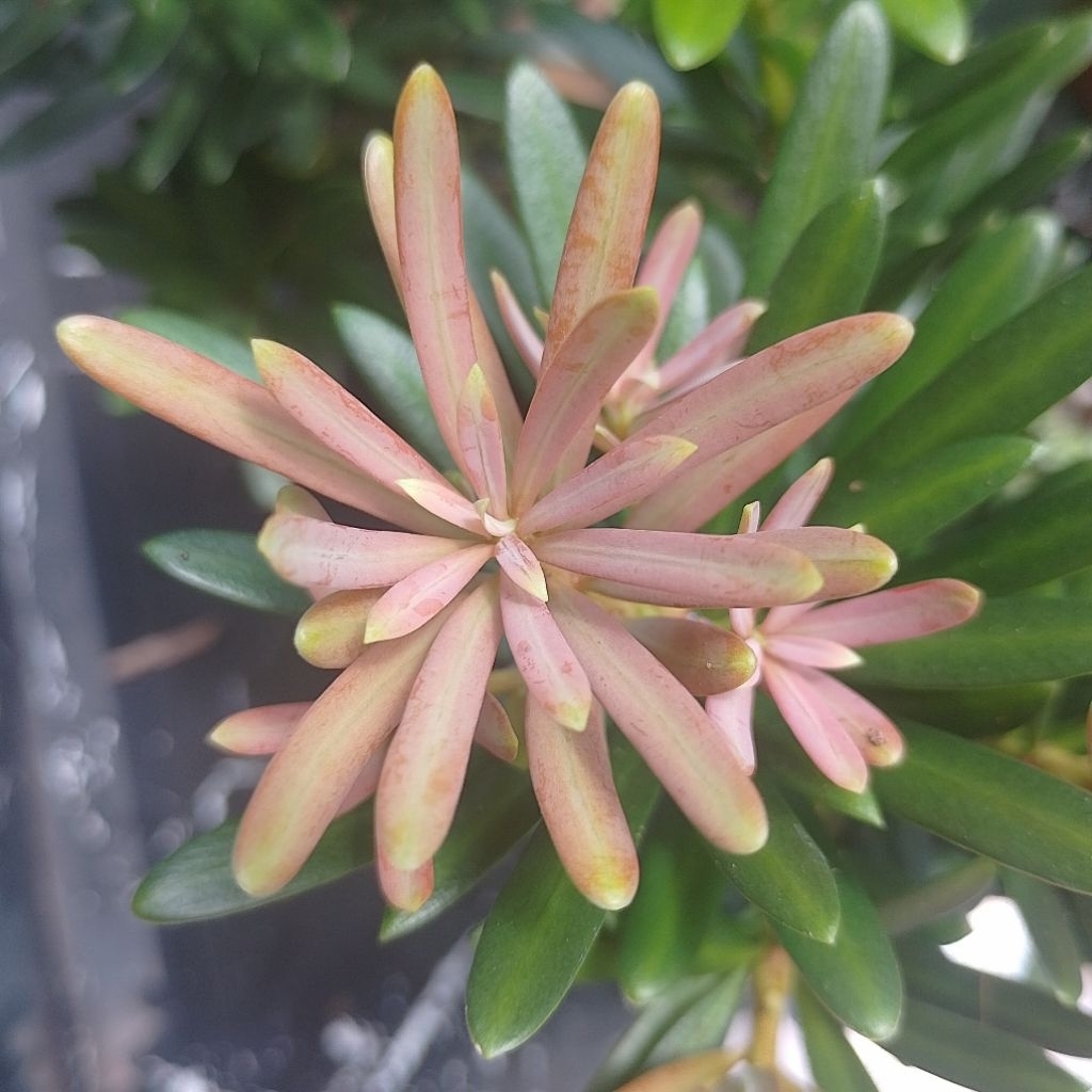 Original pink bud diamond pine tree pot (pink bud) | Shopee Philippines