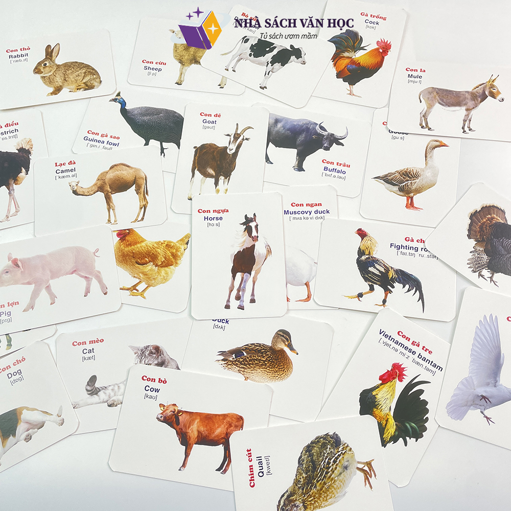 Smart Learning Card Set with 16 Topics - 416 Cards - Bilingual English ...