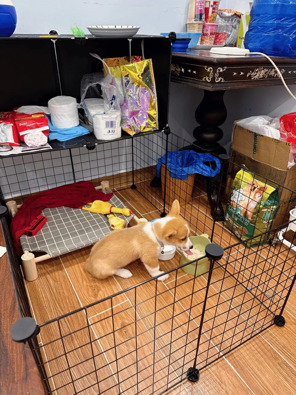 Hoshi Pet multipurpose cage for pets, dogs, cats, rabbits, and mice in